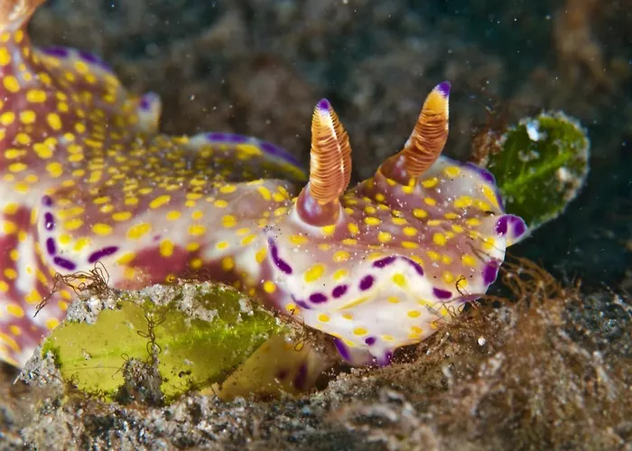 Molleh Pemuteran